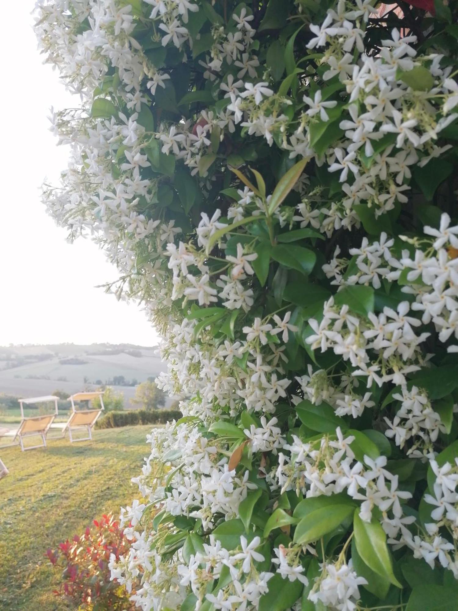 Il Giardino Nella Valle Belvedere Ostrense Ngoại thất bức ảnh